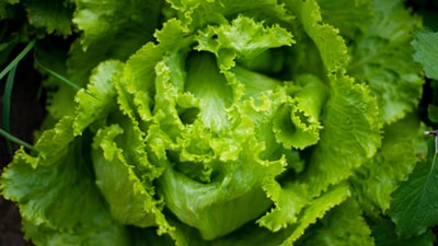 Close shot photography in green leafy vegetables
